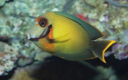 Acanthurus pyroferus L – Chocolate Surgeonfish - Ψάρια Θαλασσινού