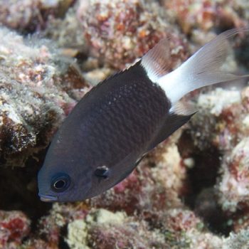 Chromis margaritifer M – Bicolor Chromis - Ψάρια Θαλασσινού