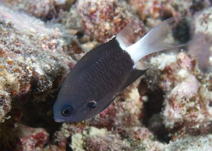 Chromis margaritifer/C. bicolor M-0