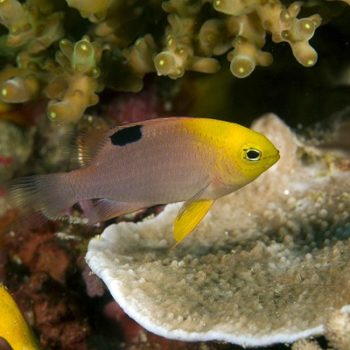 Chrysiptera talboti M – Talbot’S Damselfish - Ψάρια Θαλασσινού