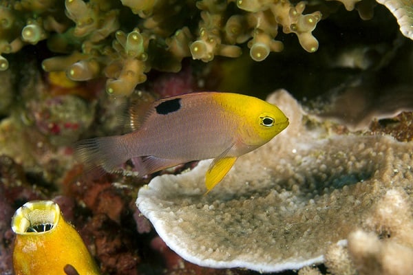 Chrysiptera talboti-0