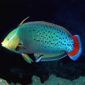 Coris formosa (J) M – Queen Coris - Ψάρια Θαλασσινού