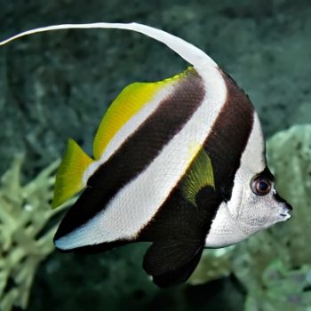 Heniochus acuminatus  – Pennant Coralfish L - Ψάρια Θαλασσινού