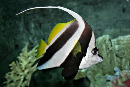 Heniochus acumminatus L – Bannerfish - Ψάρια Θαλασσινού