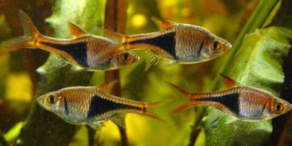 Rasbora hetermorpha -Harlequin Rasbora 2.8 cm - Ψάρια Γλυκού