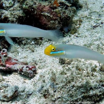 Valenciennea strigata S – Bluestreak Goby - Ψάρια Θαλασσινού