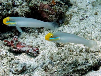 Valenciennea strigata -Yellowheaded sleeper goby-M - Ψάρια Θαλασσινού