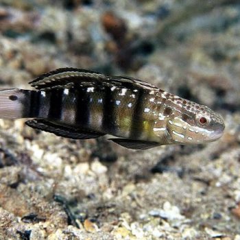 Amblygobius phalaena M – Sleeper Banded Goby - Ψάρια Θαλασσινού