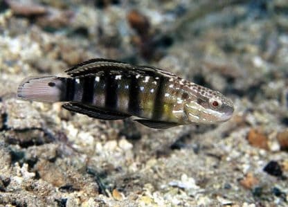 Amblygobius phalaena M – Sleeper Banded Goby - Ψάρια Θαλασσινού