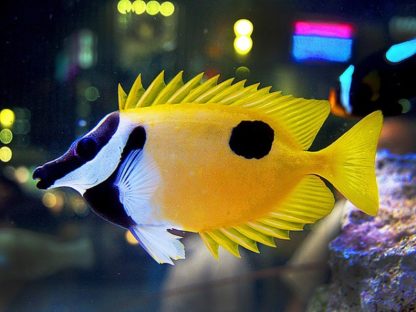 Siganus unimaculatus (M)-0