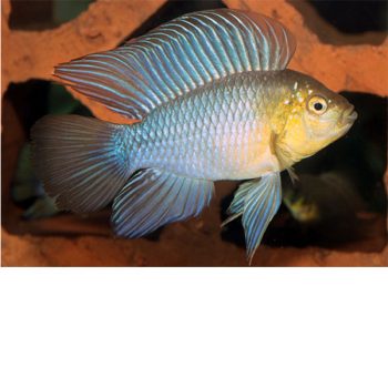 Apistogramma borelli - Umbrella Cichlid 2-3cm