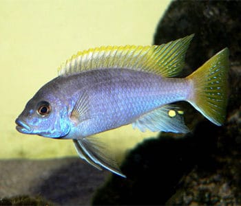 Pseudotropheus acei – Yellow-Tail Acei 4-5cm - Ψάρια Γλυκού