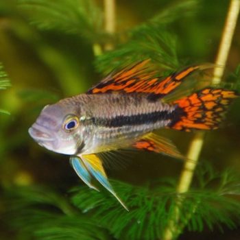Apistogramma cacatuoides double red-0