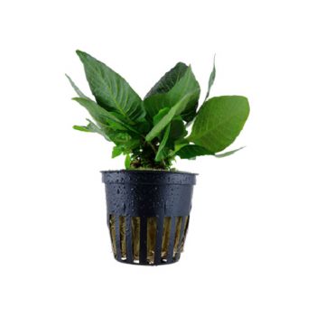 Tropica Hygrophila “Compact” - Sales