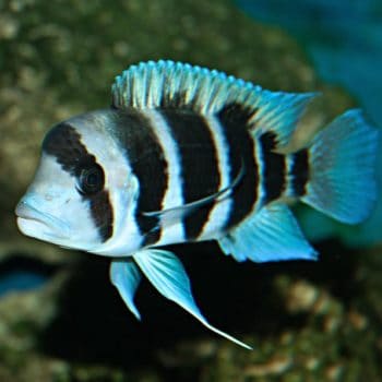 Cyphotilapia frontosa – Burundi Frontosa Cichlid - Ψάρια Γλυκού