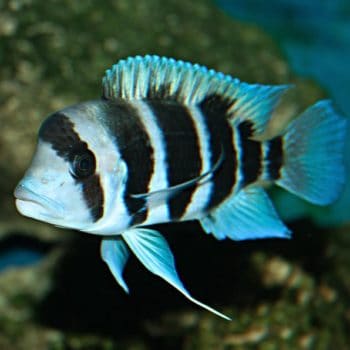 Pterophyllum scalare – Angelfish Platinum 6cm - Ψάρια Γλυκού