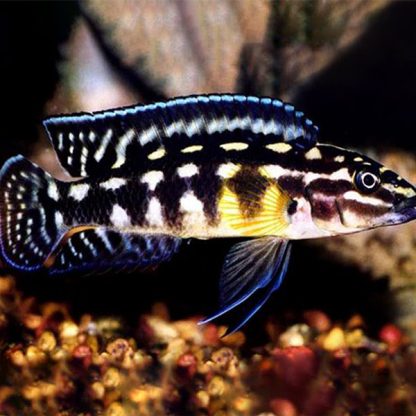 Julidochromis marlieri- Marlier’s Julie - Ψάρια Γλυκού