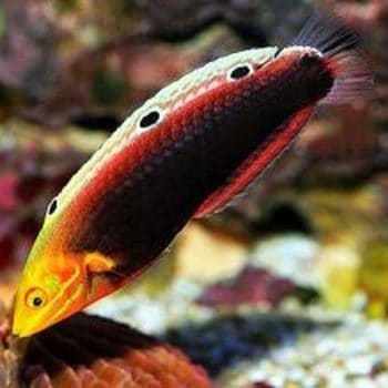 Halichoeres iridis M – Rainbow Wrasse - Ψάρια Θαλασσινού