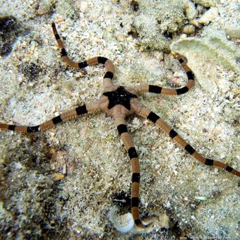 Ophiolepis superba M – Banded Brittle Sea Star - Ασπόνδυλα Θαλασσινού