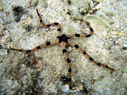 Ophiolepis superba M – Banded Brittle Sea Star - Ασπόνδυλα Θαλασσινού