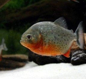 Red Belly Piranhas -0