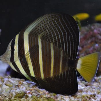 Zebrasoma flavescens – Yellow Tang 5-7cm - Ψάρια Θαλασσινού