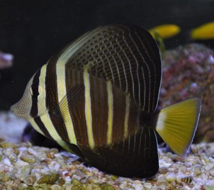Zebrasoma veliferum M – Sailfin Tang - Ψάρια Θαλασσινού