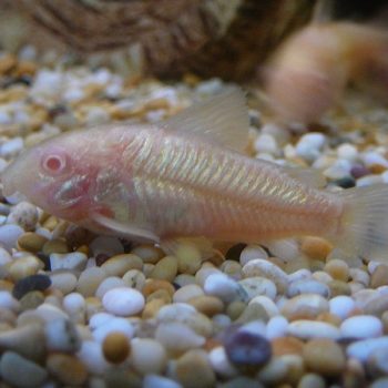 Corydoras aeneus  – Albino Cory 2.5 cm - Ψάρια Γλυκού