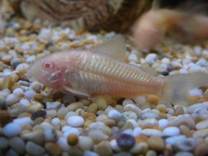 Corydoras aeneus  – Albino Cory 2.5 cm - Sales