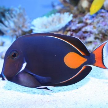 Acanthurus achilles (L)-0