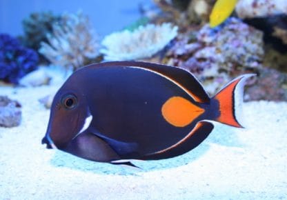 Acanthurus achilles (L)-0