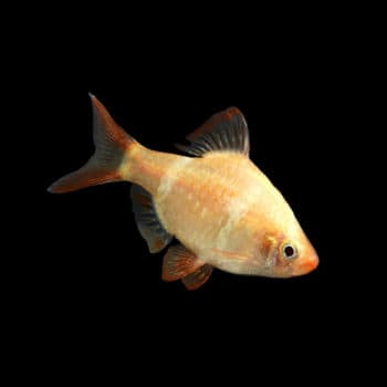 Carassius auratus – Red & White Common Goldfish 7.5cm - Sales