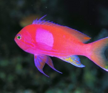 Pseudanthias pleurotaenia male-0