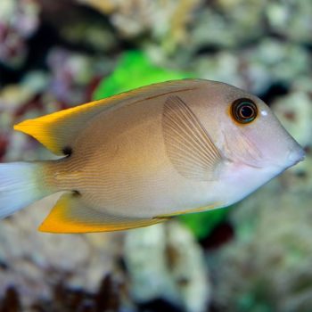 Ctenochaetus tominiensis M – Tomini Surgeonfish - Ψάρια Θαλασσινού