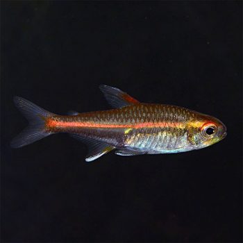 Aphyocharax rathbuni – Rathbun Blood Fin 2.5 cm - Ψάρια Γλυκού