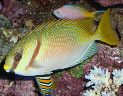 Siganus Doliatus-0