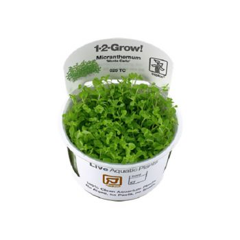 Tropica Micranthemum ‘Monte Carlo’ 1-2-Grow! - Φυτά για Ενυδρεία