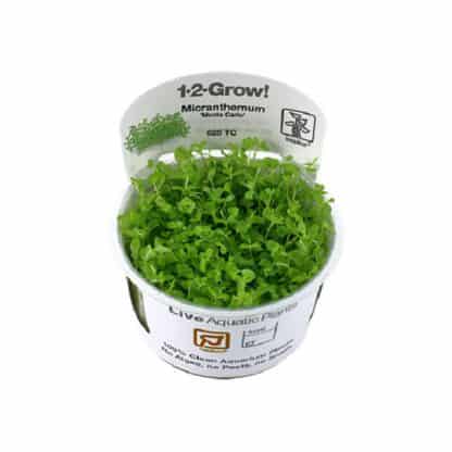 Tropica Micranthemum tweediei ‘Monte Carlo’ 1-2-Grow! - Φυτά για Ενυδρεία