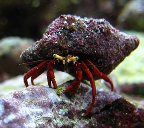 Paguristes cadenati M – Red Reef Hermit Crab - Ασπόνδυλα Θαλασσινού