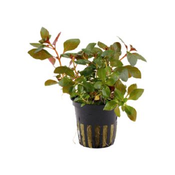 Tropica Bacopa Compact Pot In Single Package - Φυτά για Ενυδρεία