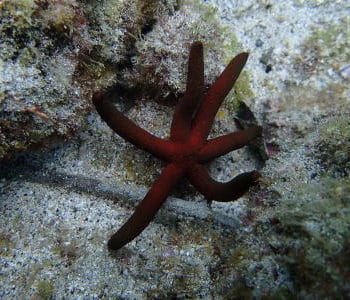 Echinaster luzonicus – Luzon Sea Star - Ασπόνδυλα Θαλασσινού
