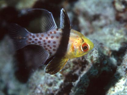 Sphaeramia nematoptera -Pajama cardinalfish-M - Ψάρια Θαλασσινού