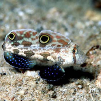 Signigobius biocellatus – Two Spot Goby - Ψάρια Θαλασσινού