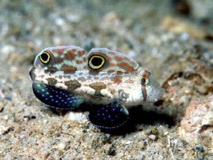 Signigobius biocellatus – Two Spot Goby - Ψάρια Θαλασσινού