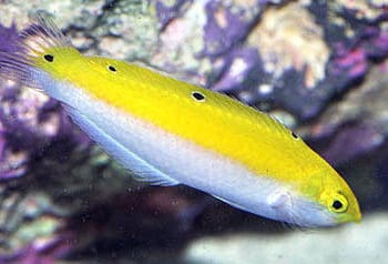 Halichoeres leucoxanthus-0