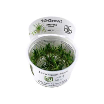 Tropica Littorella Uniflora 1-2-Grow! - Φυτά για Ενυδρεία