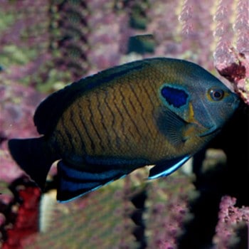 Centropyge Multispinis