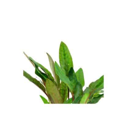 Tropica Cryptocoryne Petchii - Φυτά για Ενυδρεία