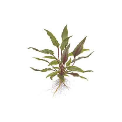 Tropica Cryptocoryne Petchii - Φυτά για Ενυδρεία