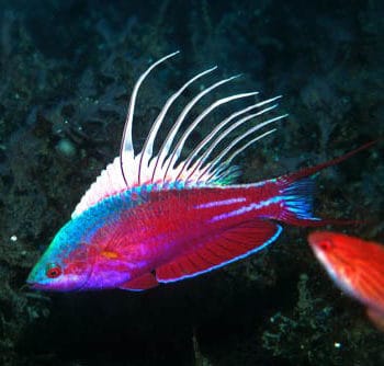 Paracheilinus cyaneus-0